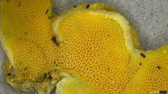 Trametes hirsuta