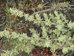 Atriplex watsonii