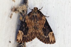 Omphalomia accersita
