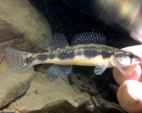 Stripeback darter (Percina notogramma) — Percidae — 3