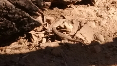 Sceloporus graciosus