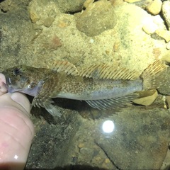 Cottus caeruleomentum