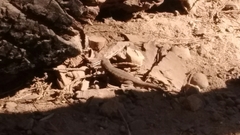 Sceloporus graciosus
