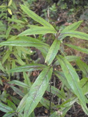 Corokia buddleioides buddleioides