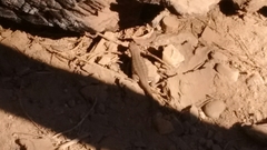 Sceloporus graciosus