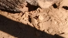 Sceloporus graciosus