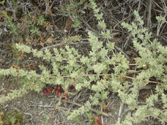 Atriplex watsonii