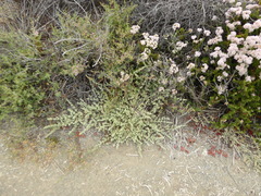 Atriplex watsonii