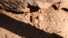 Sceloporus graciosus