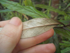 Corokia buddleioides buddleioides