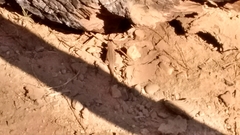 Sceloporus graciosus