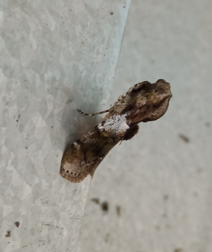 Accinctapubes albifasciata