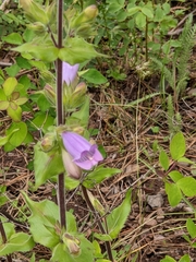 Penstemon glandulosus
