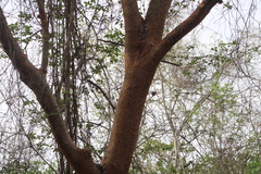 Bursera krusei
