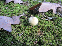 Lycoperdon flavotinctum