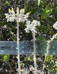 Dudleya saxosa aloides