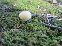 Lycoperdon flavotinctum