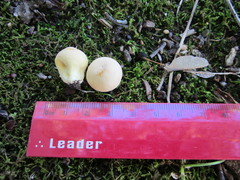 Lycoperdon flavotinctum