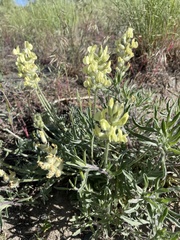 Oxytropis campestris