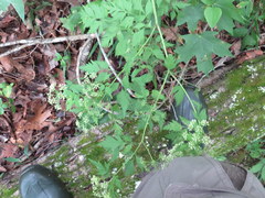 Thaspium chapmanii