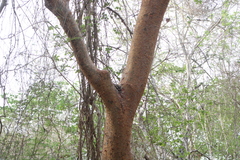 Bursera krusei