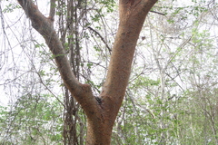 Bursera krusei