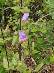 Penstemon glandulosus