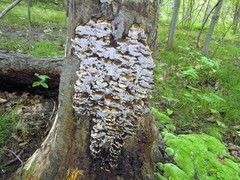 Inonotus glomeratus