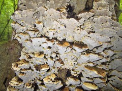 Inonotus glomeratus