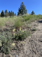 Oxytropis campestris
