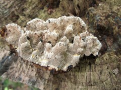 Inonotus glomeratus