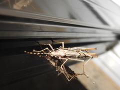 Malacomorpha hispaniola