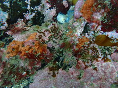 Phorbas ferrugineus