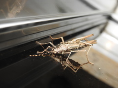 Malacomorpha hispaniola