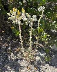 Dudleya saxosa aloides