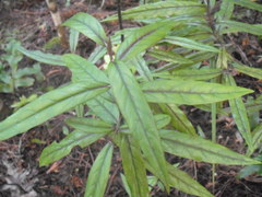 Corokia buddleioides buddleioides