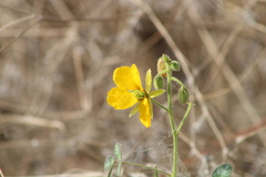 Chamaecrista fagonioides