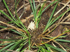 Carex superata