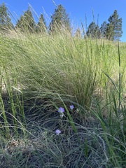 Phacelia linearis