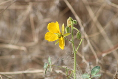 Chamaecrista fagonioides