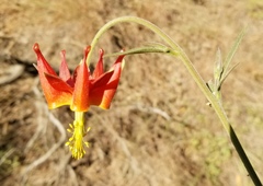 Aquilegia eximia