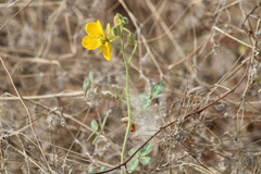 Chamaecrista fagonioides