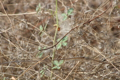 Chamaecrista fagonioides