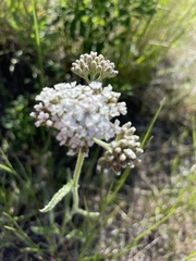 Achillea millefolium