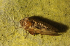 Phyllodesma tremulifolia