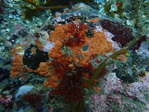 Callophyllis variegata observed 2021-08-15