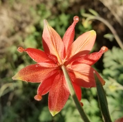 Aquilegia eximia