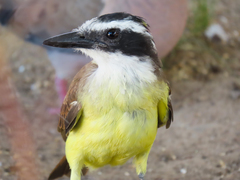 Pitangus sulphuratus