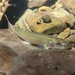 Rhinichthys cataractae - Photo (c) ihunta,  זכויות יוצרים חלקיות (CC BY-NC)