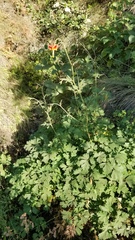 Aquilegia eximia